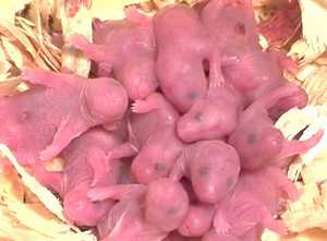 Baby Care Dzungar hamsteri, un copil nou-născut (alimenta în mod activ lor) Baby Care Dzungar hamsteri, copilul nou-născut