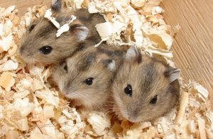 Baby Care Dzungar hamsteri, copilul nou-născut