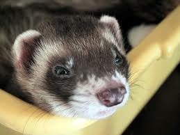 Grija pentru dihor dvs., animalele mele de companie (Ferret va mirosi) Grija pentru dihor dvs., animale de companie mele