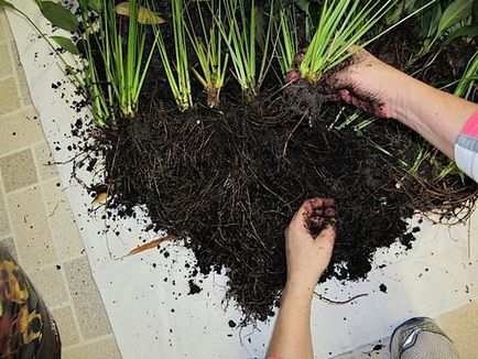 pentru îngrijire fericire femei - flori Spathiphyllum (fotografii), cum să planteze