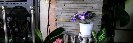 Violetele Saintpaulia de îngrijire la domiciliu, de reproducere (Saintpaulia) Violetele Saintpaulia de îngrijire la domiciliu, de reproducție