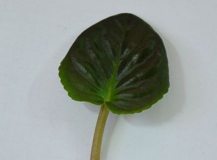 Violetele Saintpaulia de îngrijire la domiciliu, de reproducere (violet) Violetele Saintpaulia de îngrijire la domiciliu, de reproducție