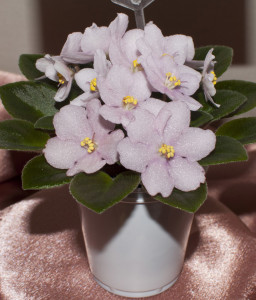 Violetele - îngrijire la domiciliu, de reproducție, fotografii