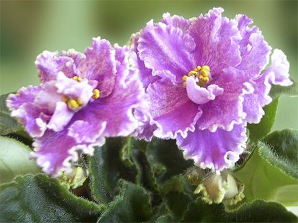 Violetele de îngrijire la domiciliu, fotografii