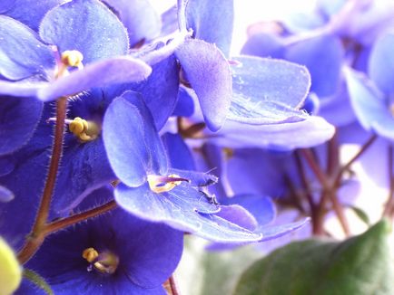 Violetele - îngrijire la domiciliu, de reproducție, fotografii