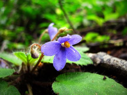 Violetele - îngrijire la domiciliu, de reproducție, fotografii