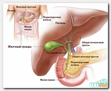 Ultrasonografie copiilor de formare ale sistemului hepato-