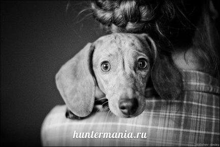 Vaccinarea câinilor domestici (consiliere veterinar), huntermania
