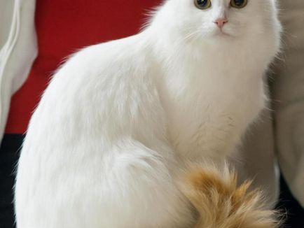 Van pisici fotografie și caracteristicile rasei, ceea ce este prețul de Wan turcești în România