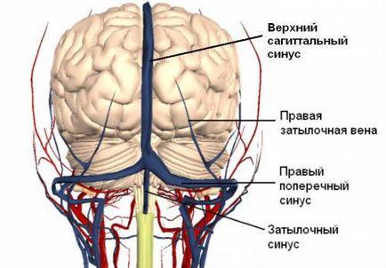 vaselor cerebrale stazei venoase, pelvis, picioare, și plămâni