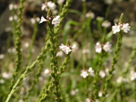 officinalis Verbena - proprietăți și aplicații utile, carte de sănătate