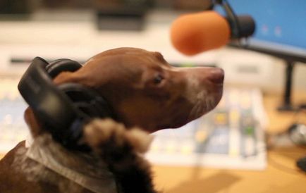 În Germania, a existat un radio pentru câini