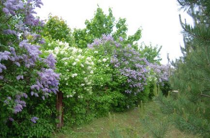 Alege ceea ce este cel mai bine plantate de-a lungul gardului de la cabana