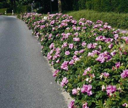 Alege ceea ce este cel mai bine plantate de-a lungul gardului de la cabana