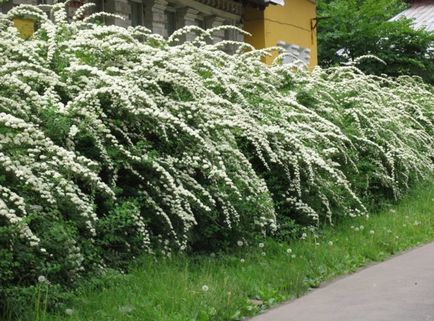 Alege ceea ce este cel mai bine plantate de-a lungul gardului de la cabana