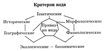 Vezi, structura sa, tipul de criterii