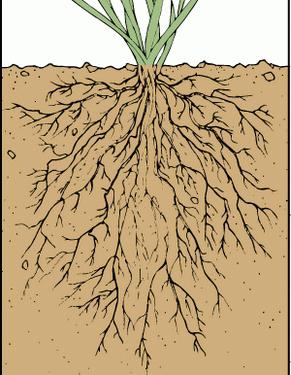 Tipuri de rădăcini și sisteme de rădăcină