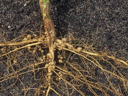 Tipuri de rădăcini și sisteme de rădăcină
