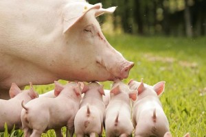 Este profitabil să păstreze porci de vânzare și pentru carne