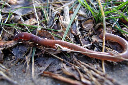 Shed vierme - colectarea, stocarea și ce să se hrănească viermi Nightcrawlers