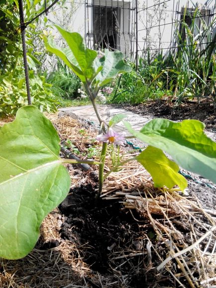 Cultivarea vinete într-un sol deschis nuanțe de îngrijire