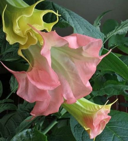 Cultivarea Brugmansia special de îngrijire de flori de toamna, de plantare de iarnă în teren deschis, în (grund) Cultivarea Brugmansia îngrijire specială de o floare în toamna, iarna, debarcare în teren deschis, în