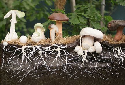 cultivarea ciupercilor în țară obtinerea recolta pe tot parcursul anului