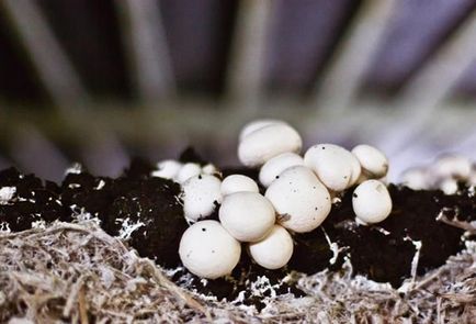 cultivarea ciupercilor în țară obtinerea recolta pe tot parcursul anului