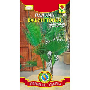 Cultivarea și de îngrijire la domiciliu pentru ingtonia de palmier
