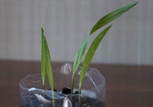 Cultivarea și de îngrijire la domiciliu pentru ingtonia de palmier