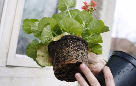 Cultivarea din semințe Pelargonium sfaturi practice la domiciliu