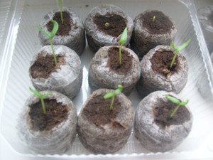 Cultivarea petunii plantarea semințelor, cât de mult timp ar trebui să treacă și atunci când ei germineaza, îngrijire