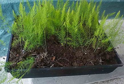 Cultivarea sparanghel - plantare și îngrijire a da în casa (cultivarea de sparanghel) Cultivarea sparanghel - plantare și îngrijire la domiciliu dând