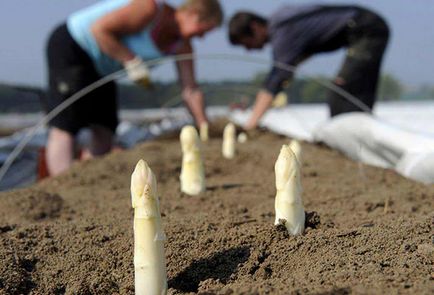 Cultivarea sparanghel - plantare și îngrijire la domiciliu a da (cabana) Cultivarea sparanghel - plantare și îngrijire la domiciliu dând