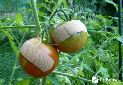 Cultivarea tomate în țară prin selectarea soiurilor înainte de plantare și întreținere