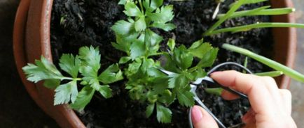 Cultivarea mărar și pătrunjel pe pervaz - instrucțiuni de 3-pas pentru începători (pas cu pas) Cultivarea marar si patrunjel pe pervazul ferestrei - instrucțiuni de 3-pas pentru începători
