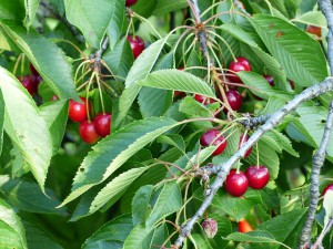 cherry plantarea de cultivare și îngrijire, înmulțire, tăiere, boli, dăunători