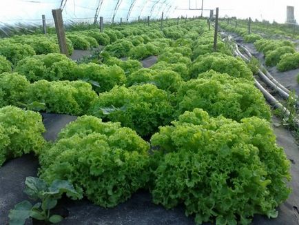 Cultivarea verdeață în sere de vânzare pe tot parcursul anului, patrunjel, marar si salata verde