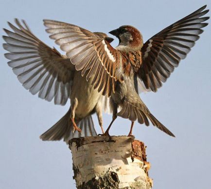 Sparrow - descriere, caracteristici stilului de viață, fapte interesante