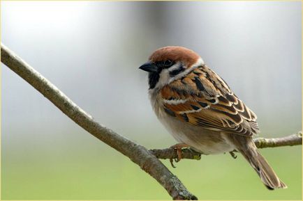 Sparrow - descriere, caracteristici stilului de viață, fapte interesante