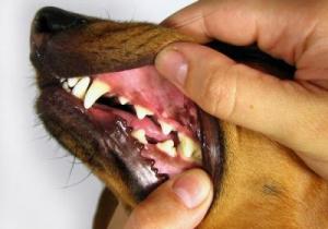 Boala guma de mestecat la câini