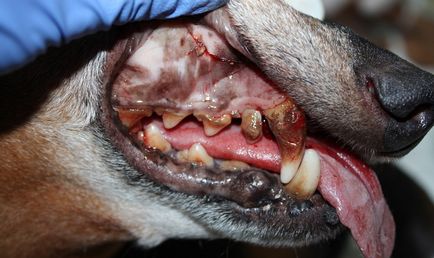 Afecțiunile gingivale la câini și cum să trateze decât (foto)