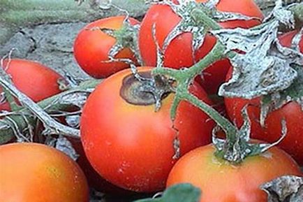 Bolilor și dăunătorilor fotografiilor de tomate și tratarea acestora