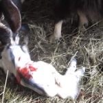 Totul despre lambing capre în modul de a rula, cum să ia naștere, capre secțiune și cum să se hrănească