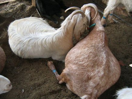 Totul despre lambing capre în modul de a rula, cum să ia naștere, capre secțiune și cum să se hrănească