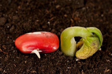 germinarea semințelor