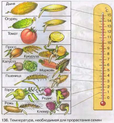 Condițiile de germinare a semințelor și termeni