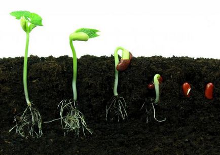 Condițiile de germinare a semințelor și termeni