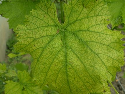 Cloroza - o fotografie clorozei în plante - tratamentul cloroza