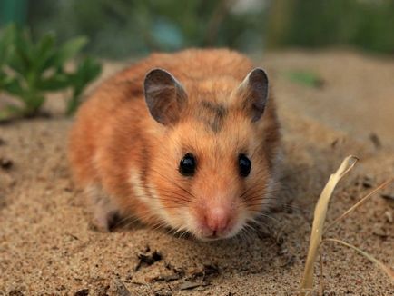 Hamsterii - îngrijire și întreținere la domiciliu, reguli simple